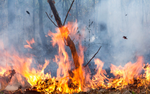 Il tiglio di via Pinamonte sarà abbattuto dopo l’incendio