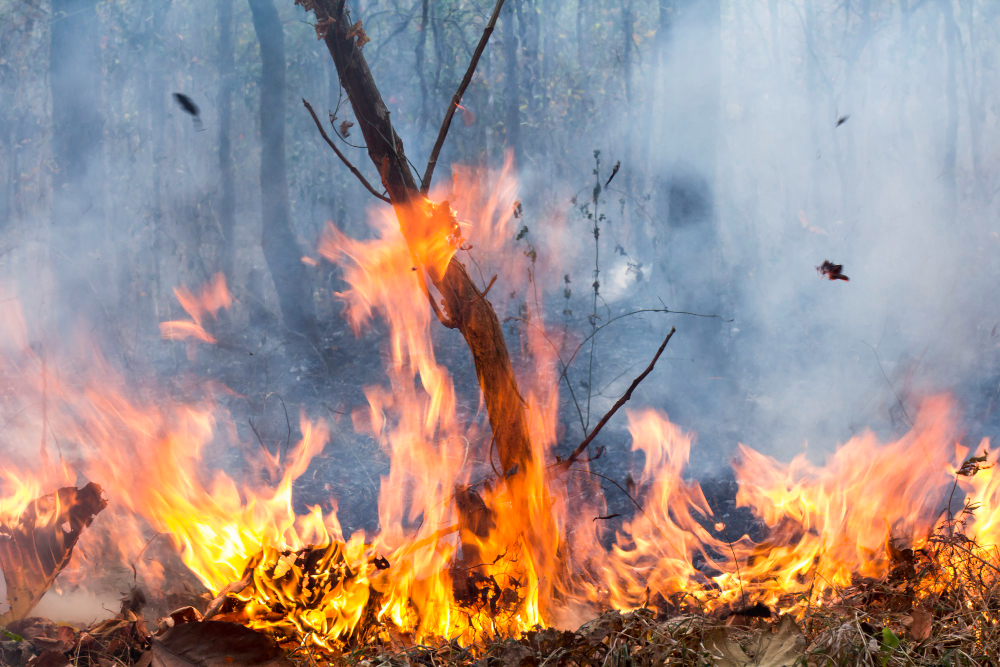 Il tiglio di via Pinamonte sarà abbattuto dopo l’incendio